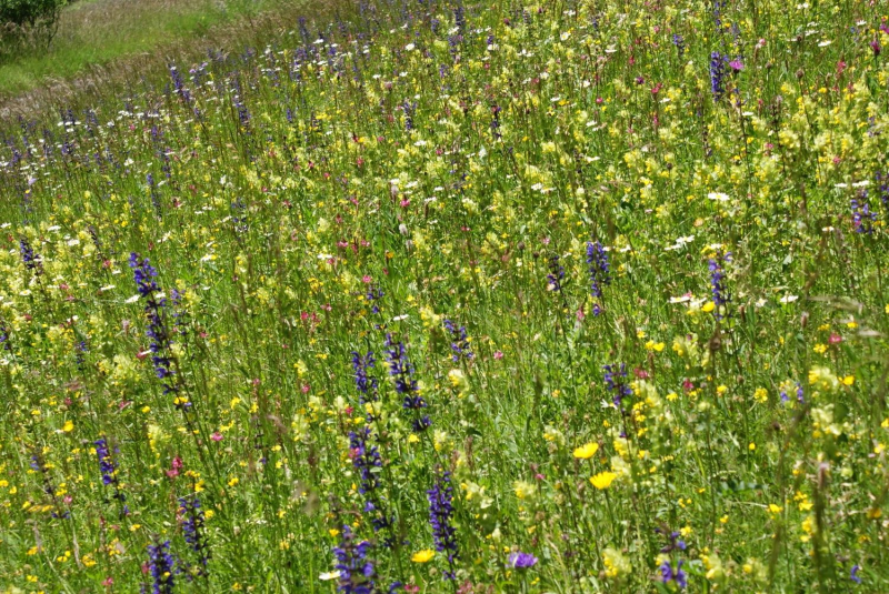 Les prairies riches en esp&egrave;ces sont presque toujours pauvres en &eacute;l&eacute;ments nutritifs. Avec l&rsquo;apport d&rsquo;azote atmosph&eacute;rique, la teneur en nutriments augmente et la richesse des esp&egrave;ces diminue (source&nbsp;: Yves G&auml;rtner).