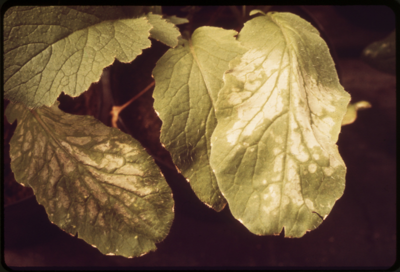 Feuilles d&rsquo;arbre ab&icirc;m&eacute;es en laboratoire par une forte concentration d&rsquo;ozone.